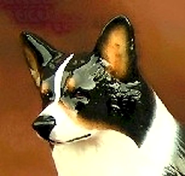 Tri Color Pembroke Welsh Corgi